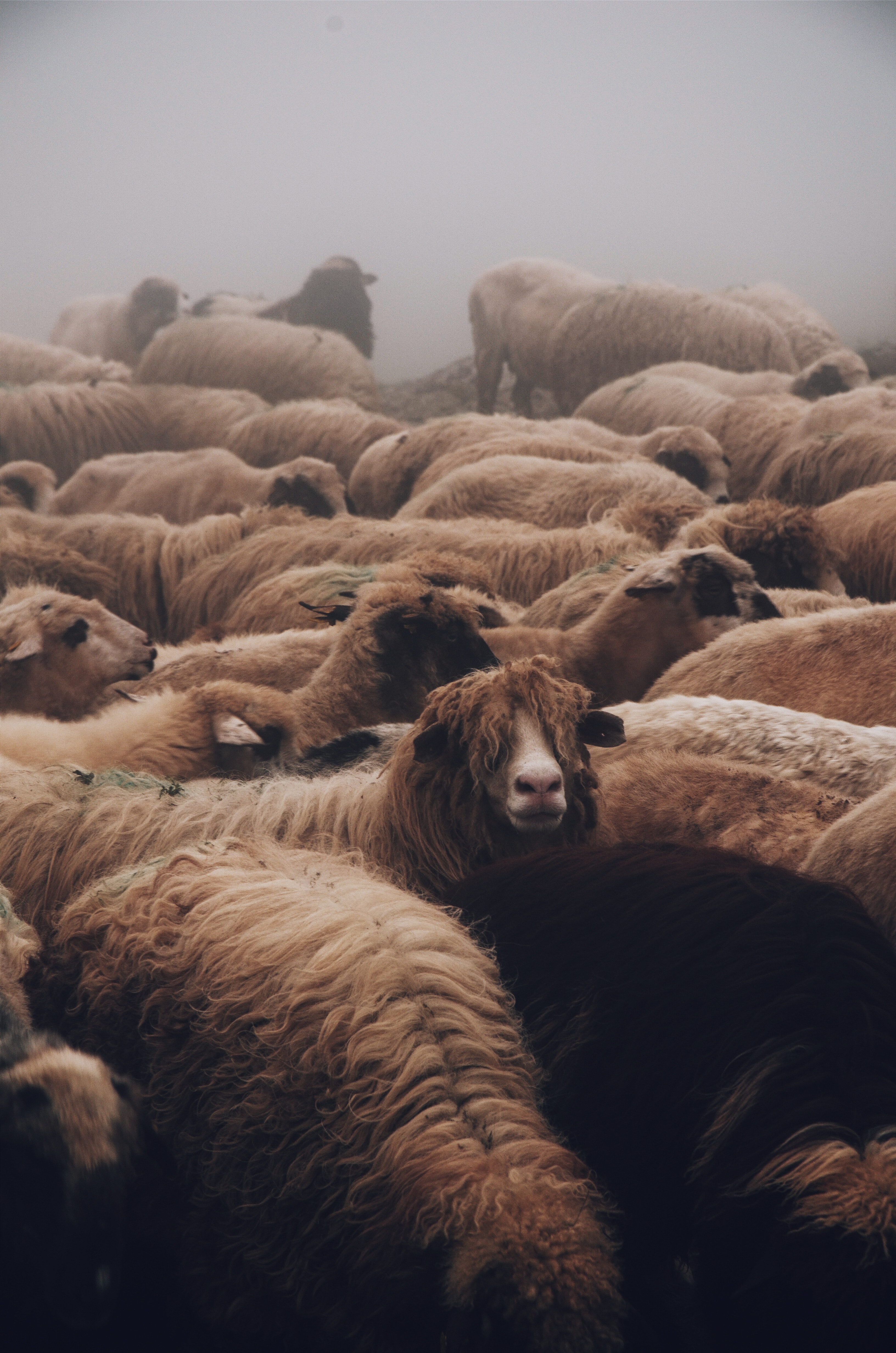 Sheep with overgrown wool